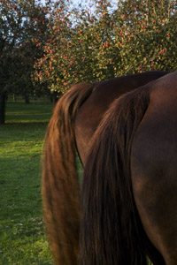 horses in orchard