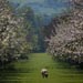 apple blossom